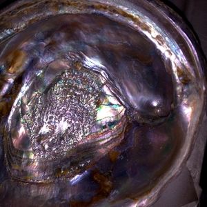 Large abalone shell